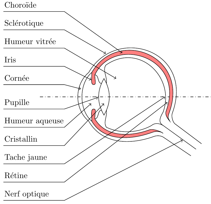 Eye Anatomy — cross-section of the human eye