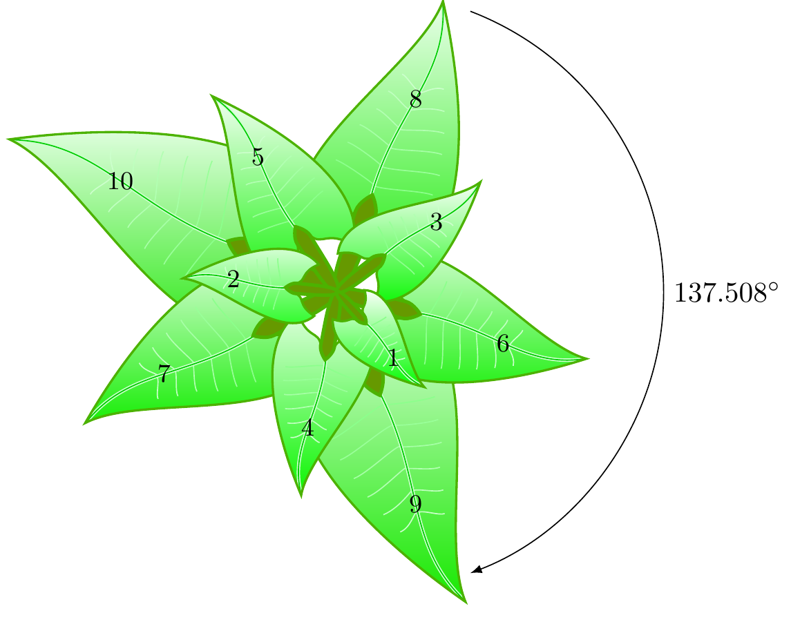 Phyllotaxis — golden angle leaf arrangement